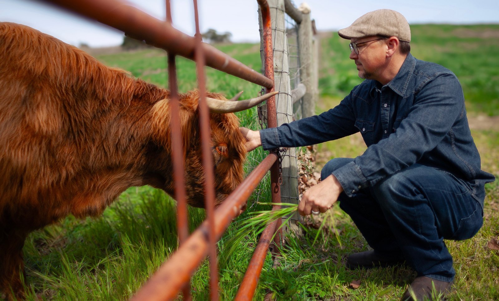 Noah feeding a Highland cow through the pasture fence